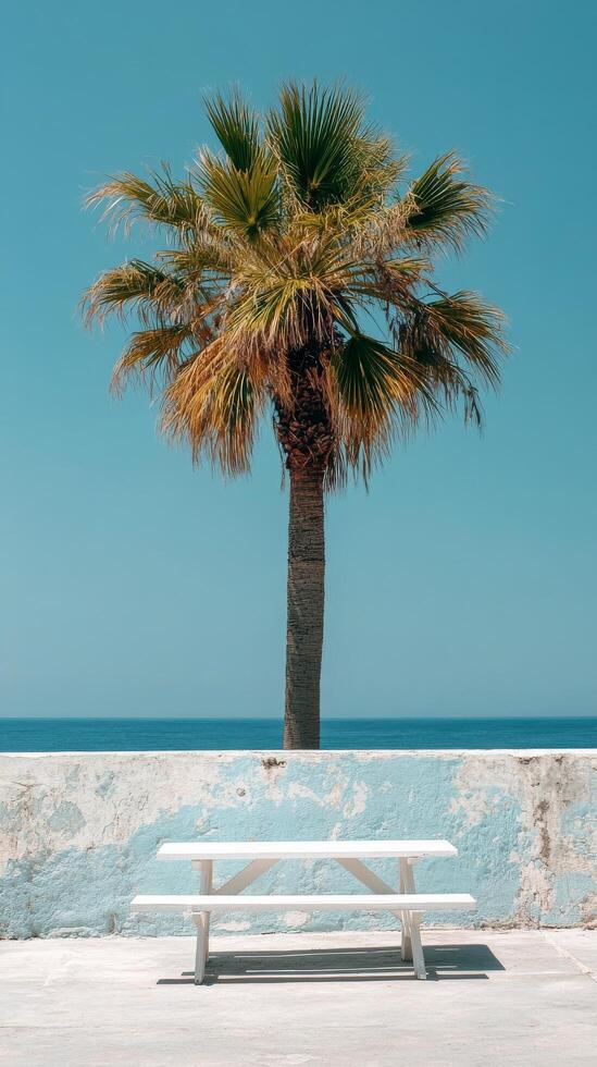 Bright sunlight illuminating a palm tree above a white picnic table against a wall photo