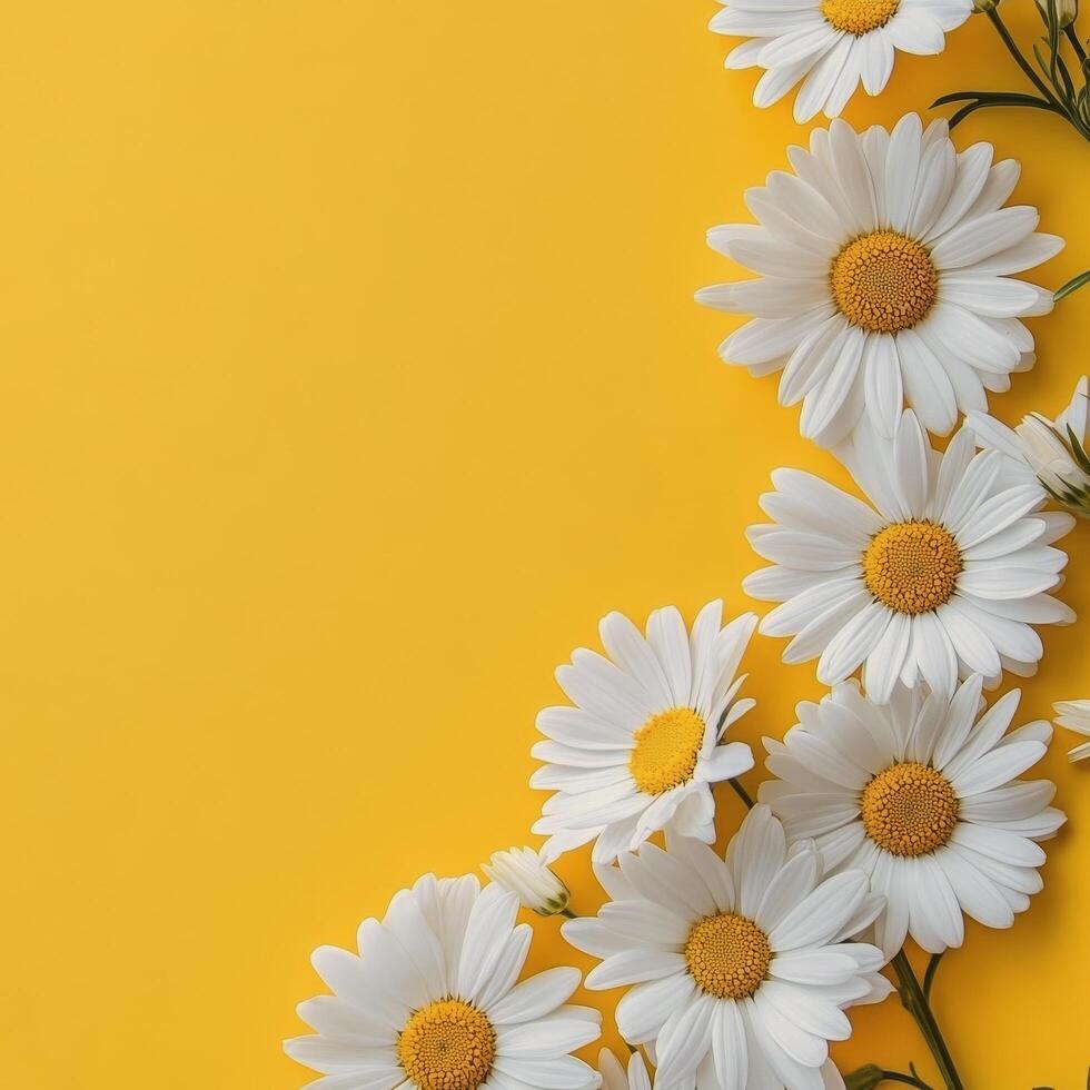 Daisies arranged in a circular pattern against a bright yellow background in vibrant floral display photo
