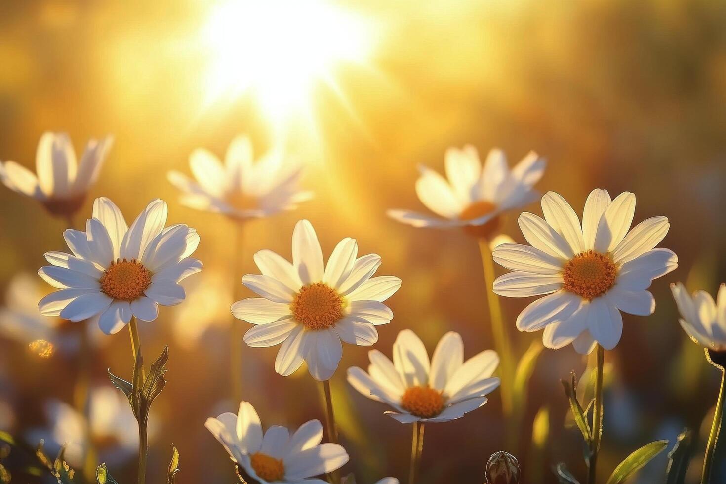 Bicyclist rides through a field of daisies on a sunny day in a forested area photo