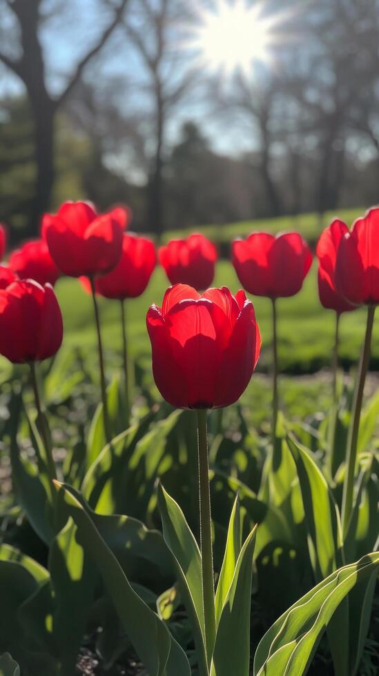 Bright red tulips blooming under sunlight in a serene garden setting during springtime photo
