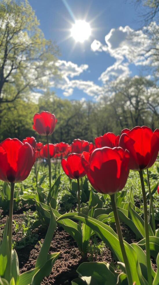 Bright red tulips blooming under sunlight in a serene garden setting during springtime photo