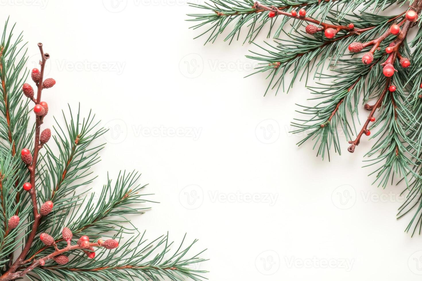 minimalist frame conifer branches with red buds on a white background photo