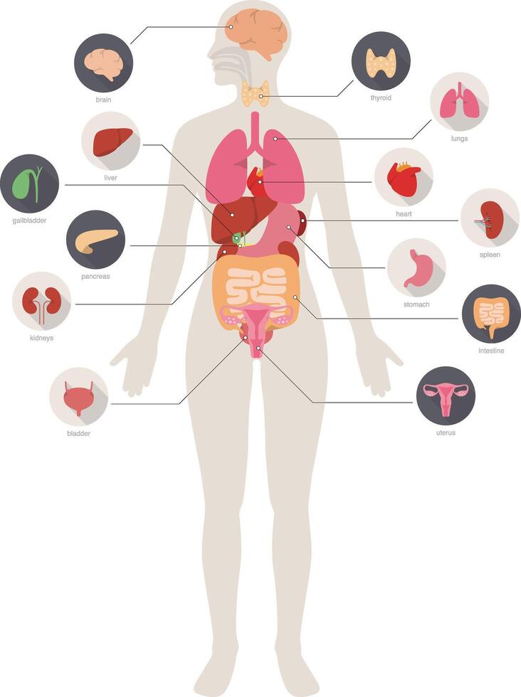 woman Internal Organs Infographic Poster vector