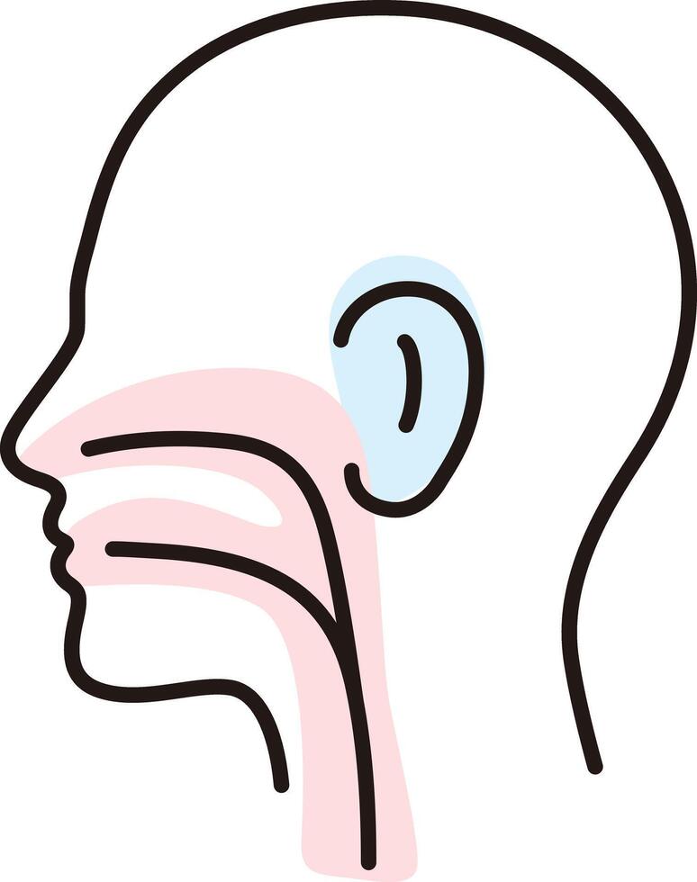 Human organ throat ear nose flat icon, illustration vector