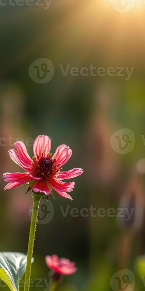 Beautiful pink flower blooming in the sunlight during golden hour in a serene garden setting photo