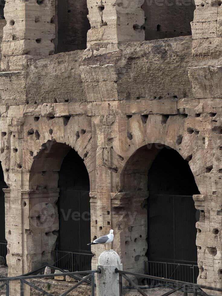 A seagull is elegantly perched Colosseum on a rather cloudy day in beautiful Rome, Italy photo