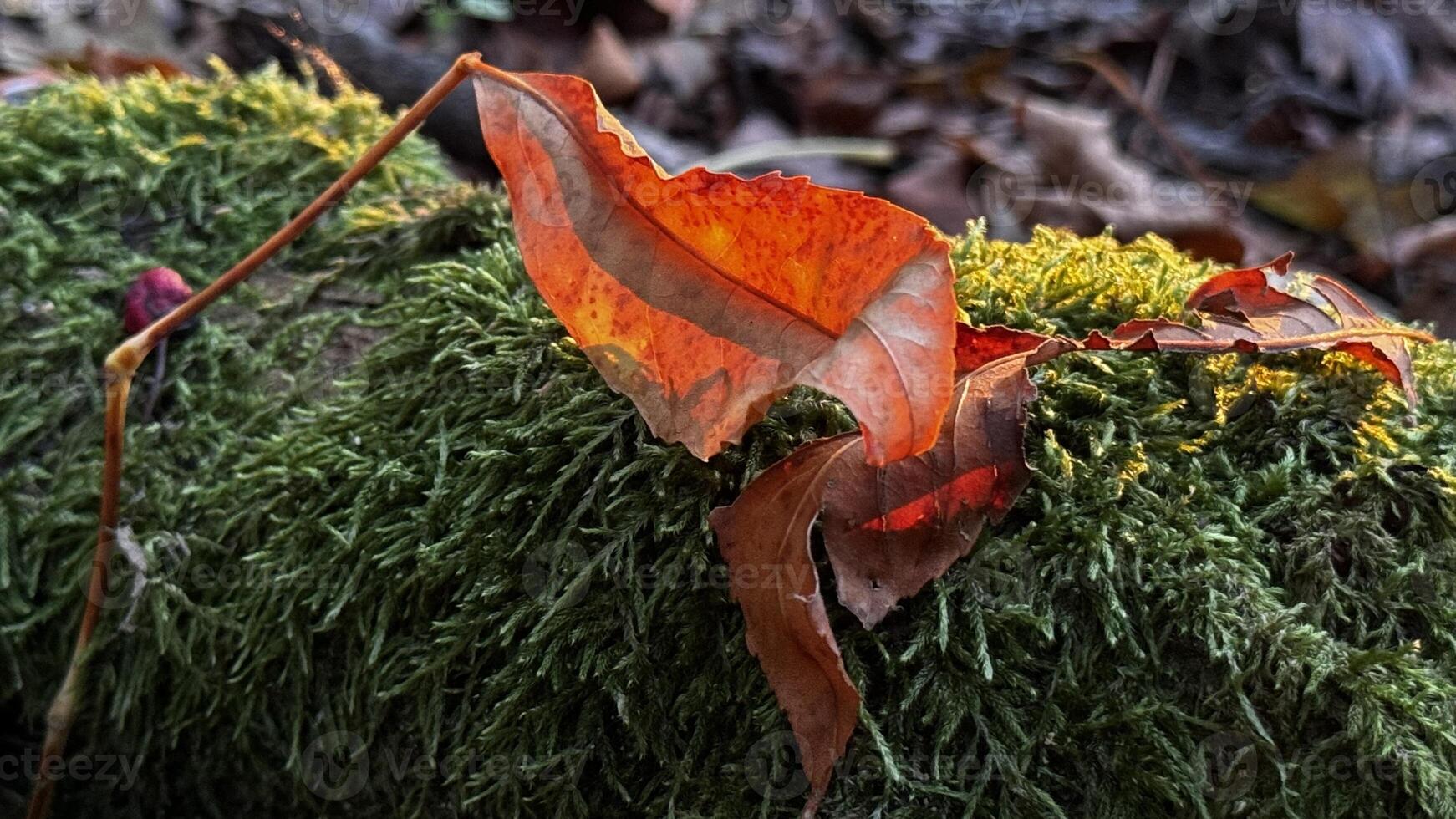 Close-Up of Autumn Leaf on Mossy Log photo