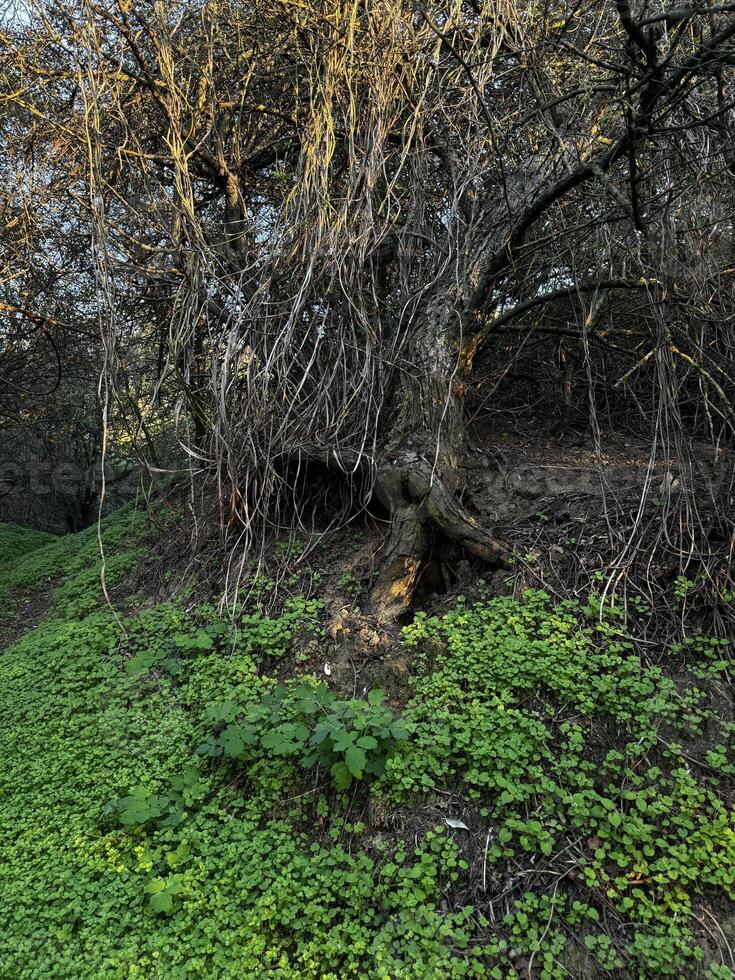 Gnarled Tree with Dense Green Underbrush photo