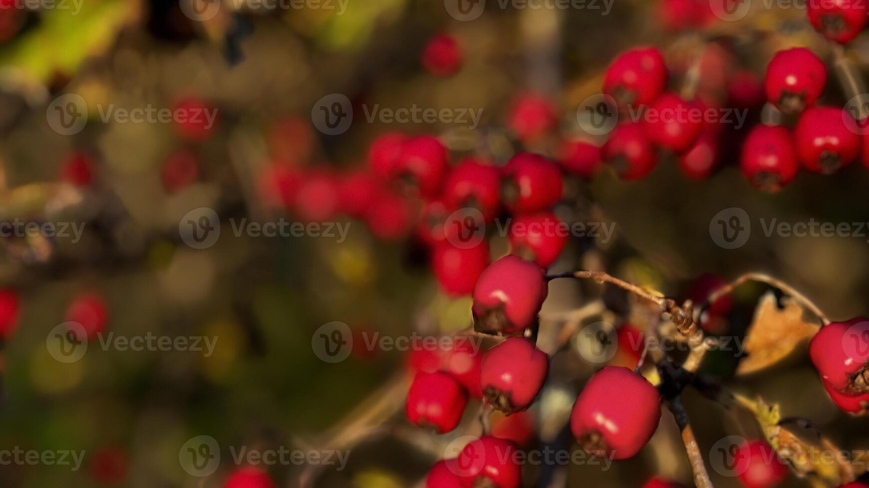 Red Berries on Branch in Nature photo