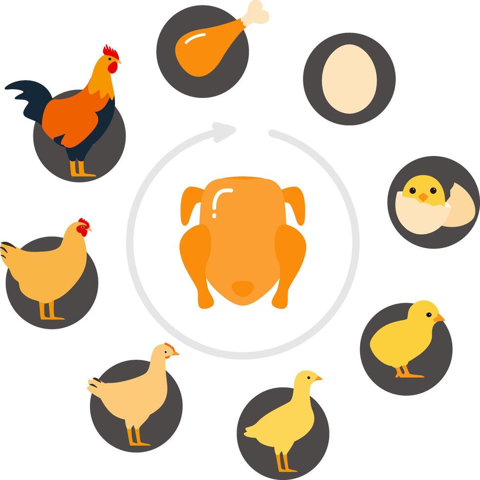 The life of a chicken, different ages of chicken, illustration vector