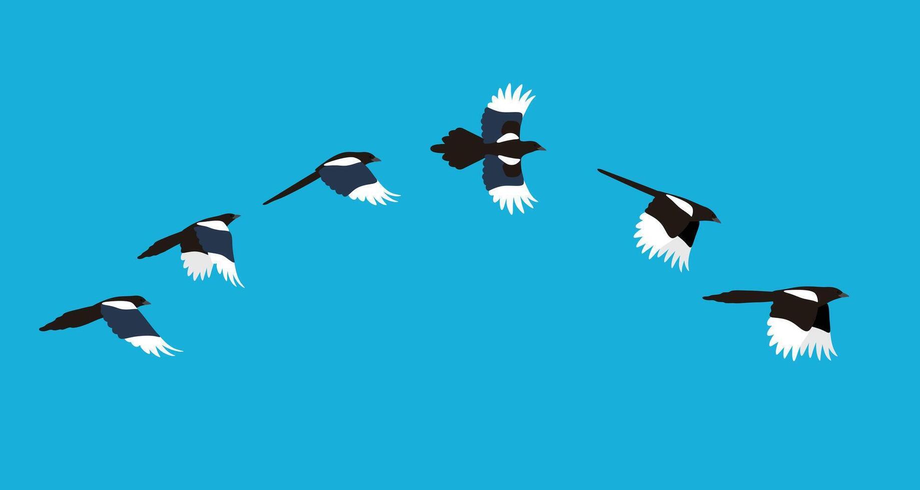 flying sequence of magpie, multiple exposure, illustration vector