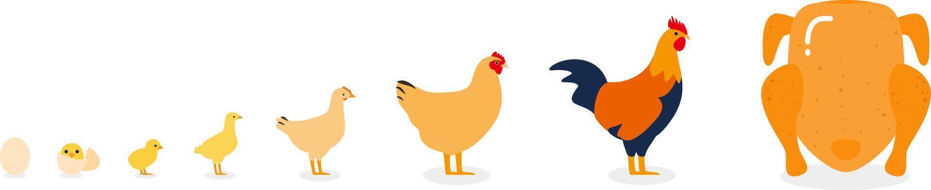 The life of a chicken, different ages of chicken, illustration vector