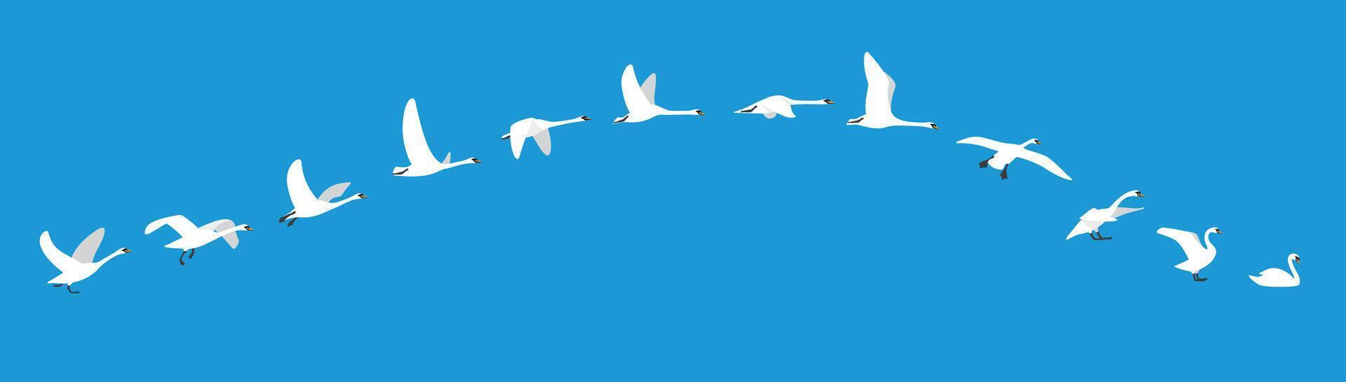 flying sequence of swan, multiple exposure, vector
