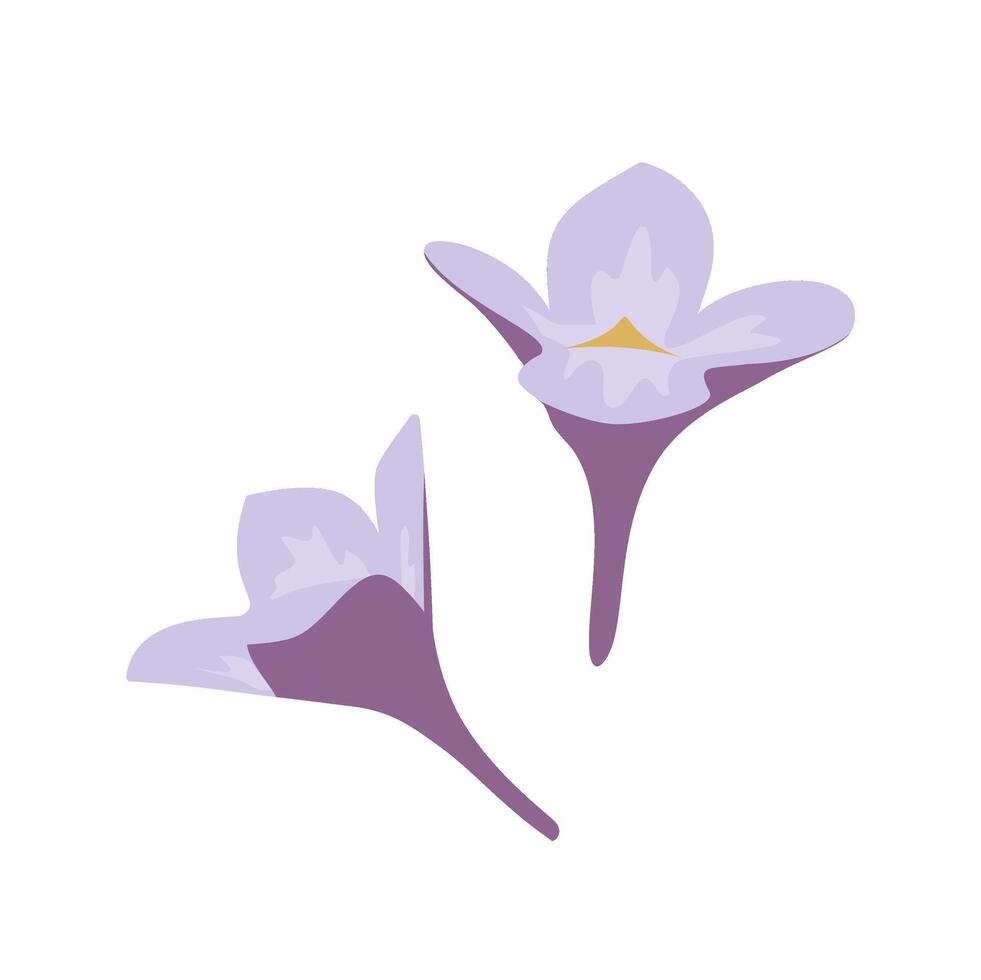 Forsythia, Forsythia, spring flower botanical art vector