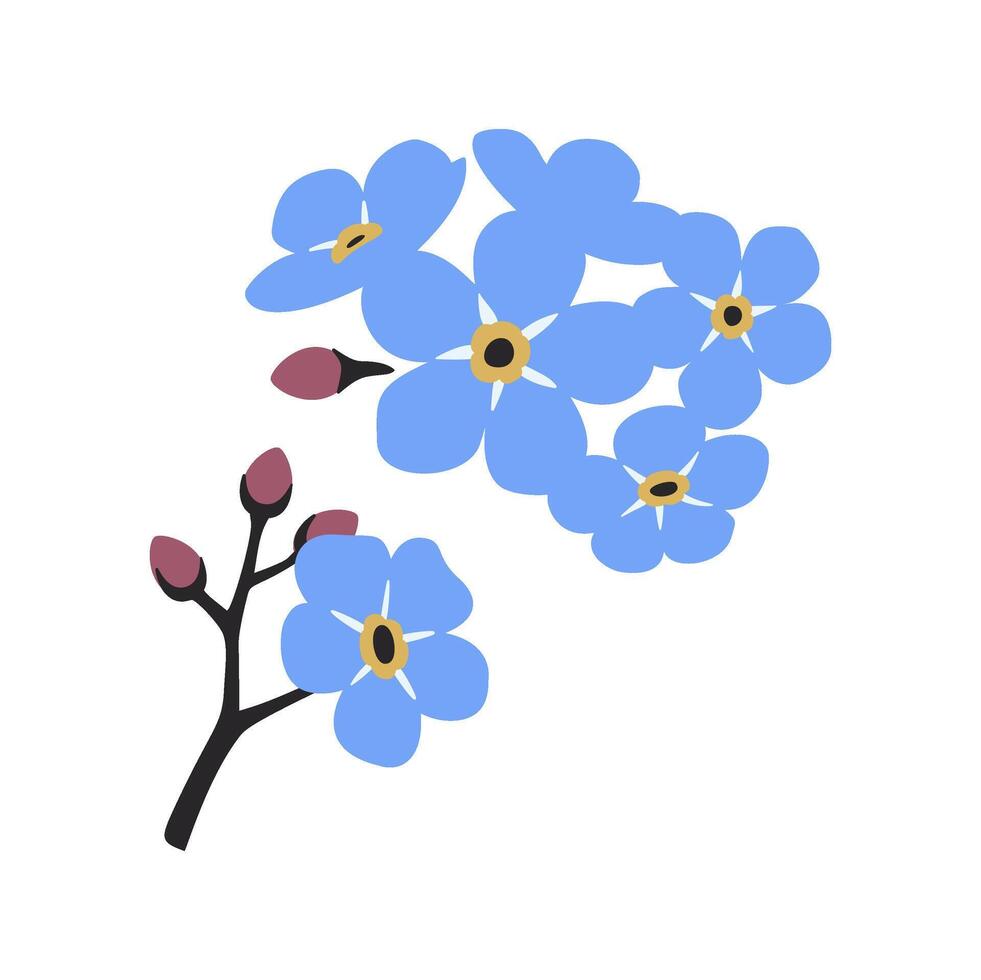 Forget me nots, Myosotis, Scorpion grasses, spring flower botanical art vector