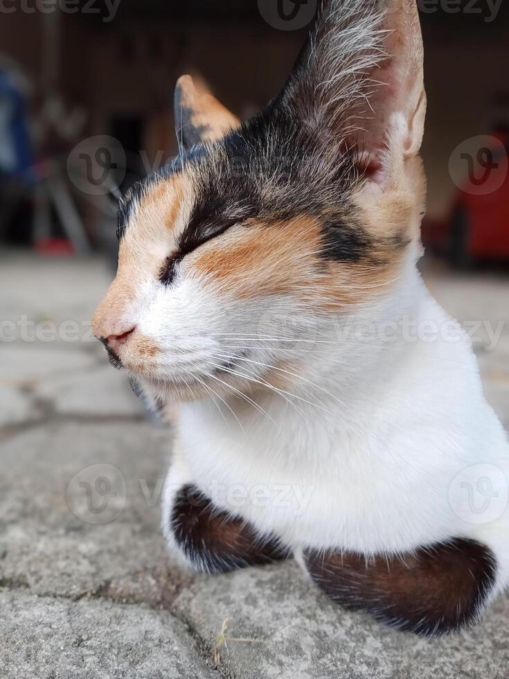 A serene calico cat relaxes outdoors. A close up of a calico cat with its eyes closed. Tricolor cat photo
