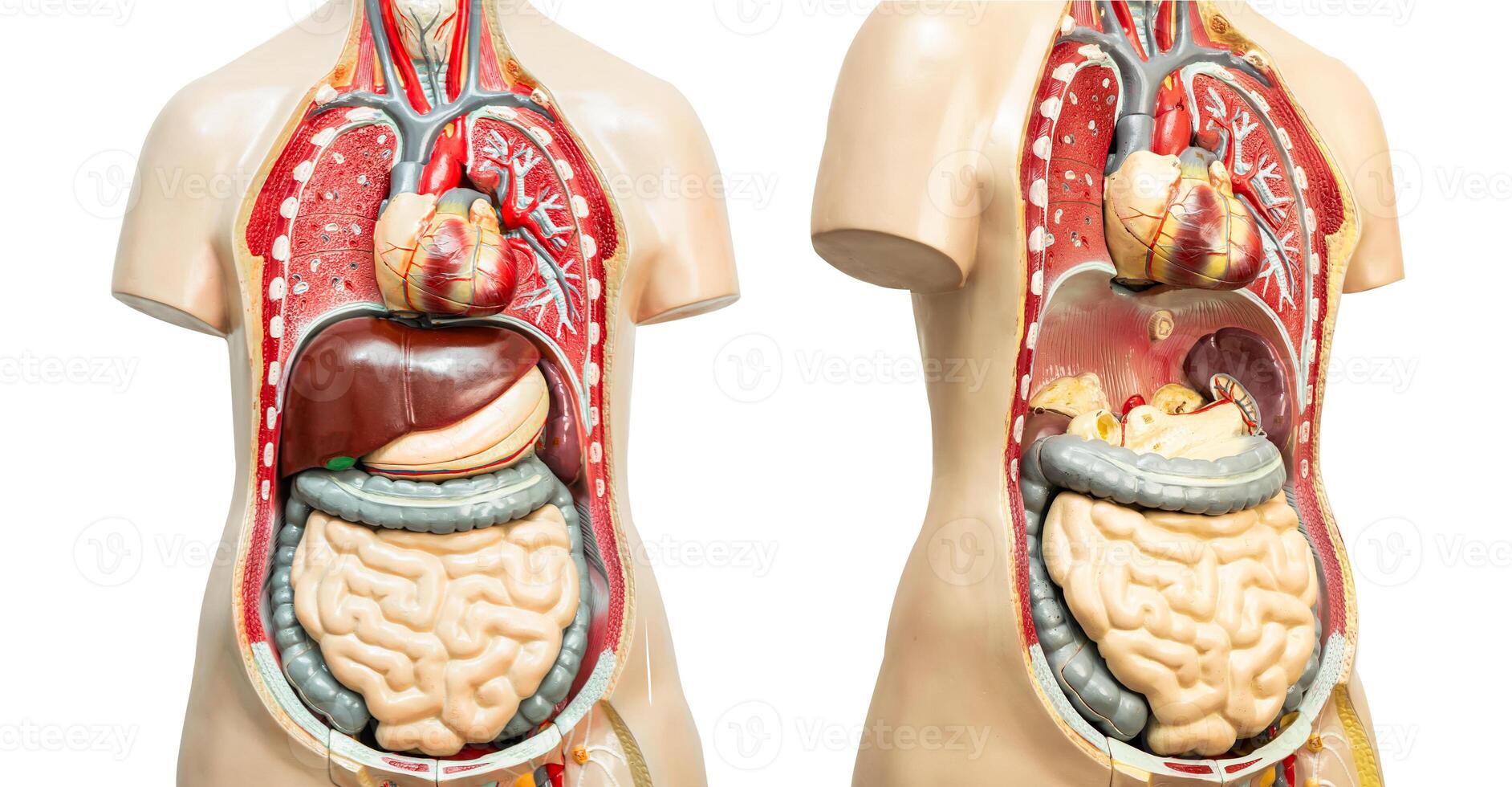 Human woman body model anatomy isolated on white background, medical training course, teaching medicine education. photo