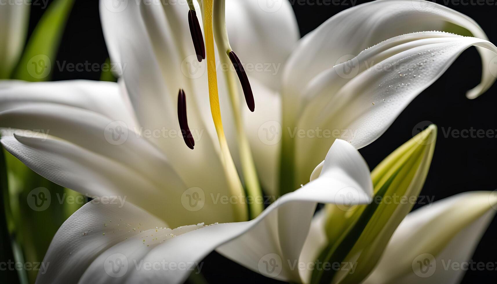 Close-up of a White Lily Flower photo