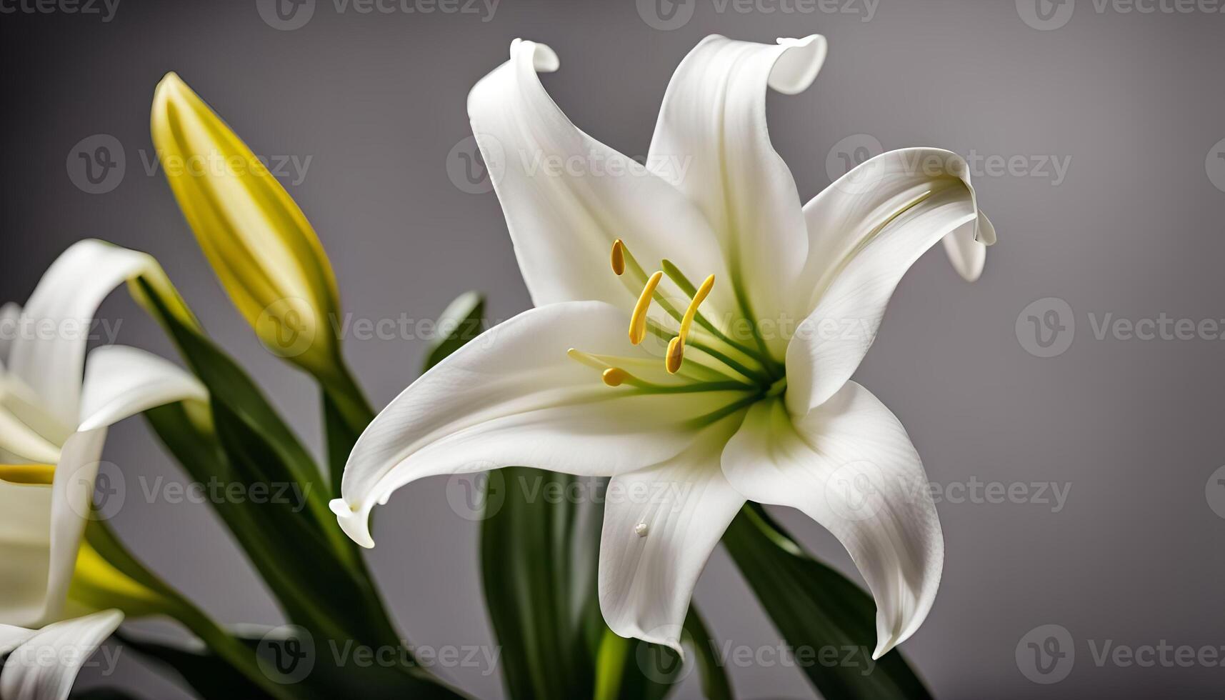 White Lily Flower Close-Up photo