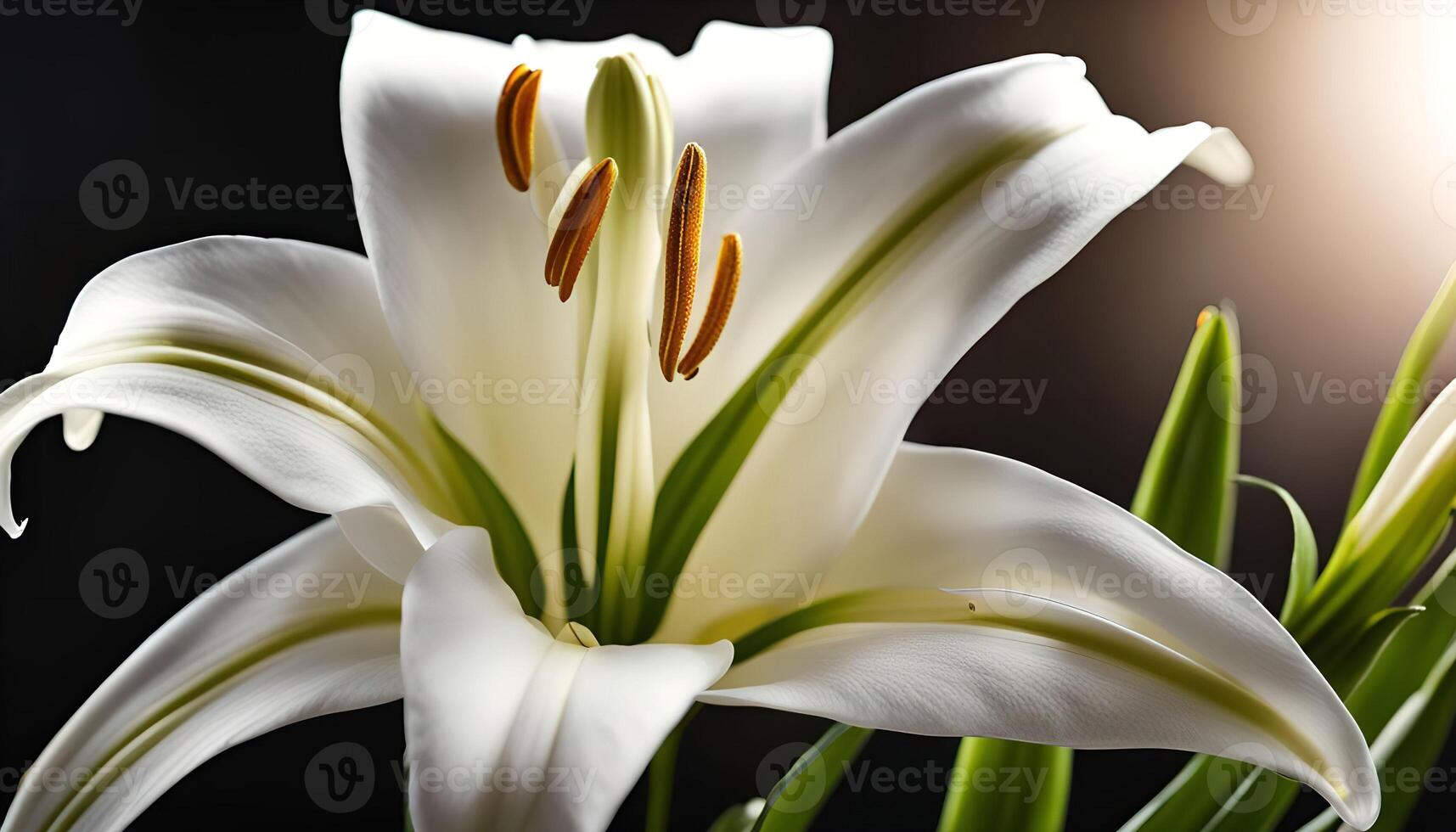 White Lily Close-Up photo