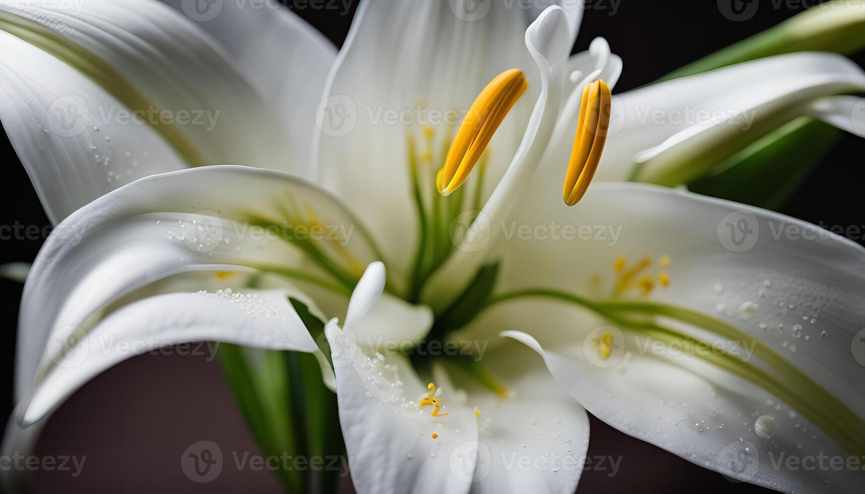 White Lily with Yellow Stamens photo