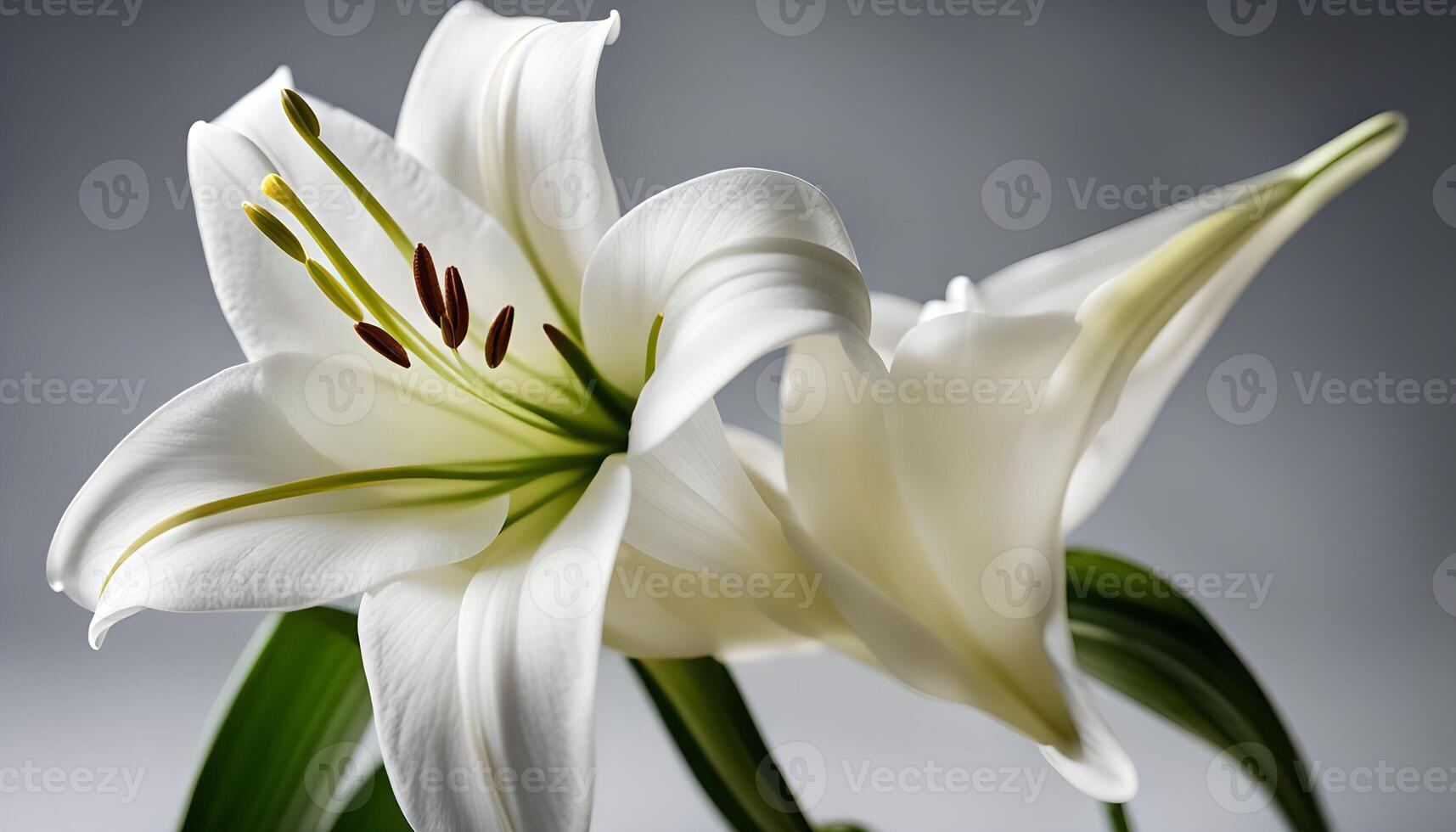 Elegant White Lily photo