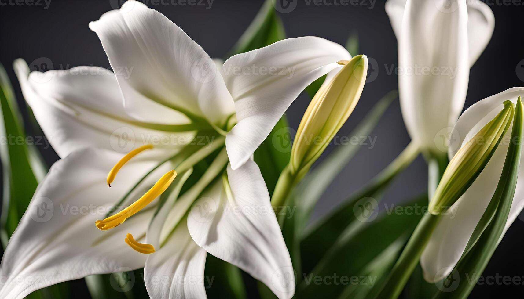 Close-up of a white Lily Flower photo