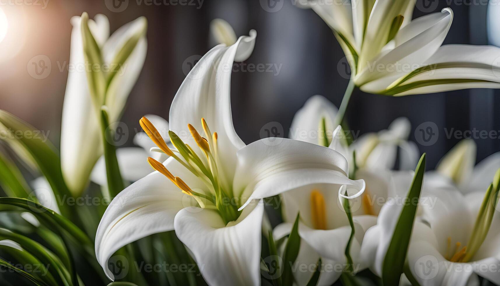 Close Up of White Lily Flowers photo