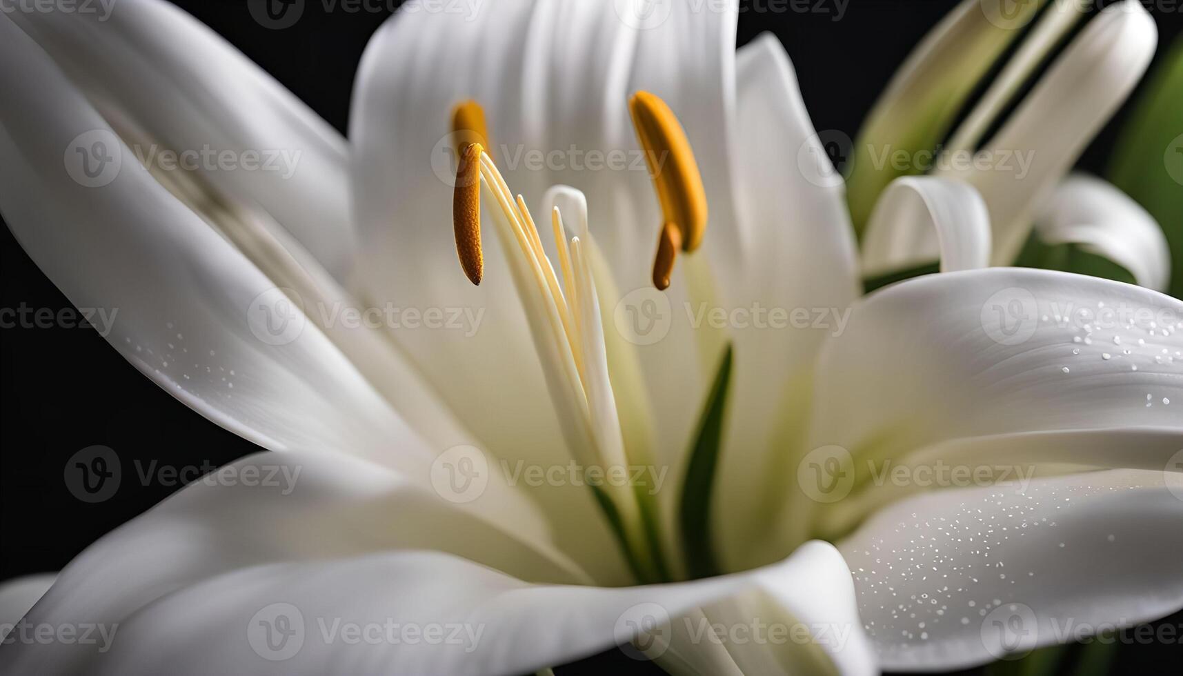 Closeup of a White Lily photo