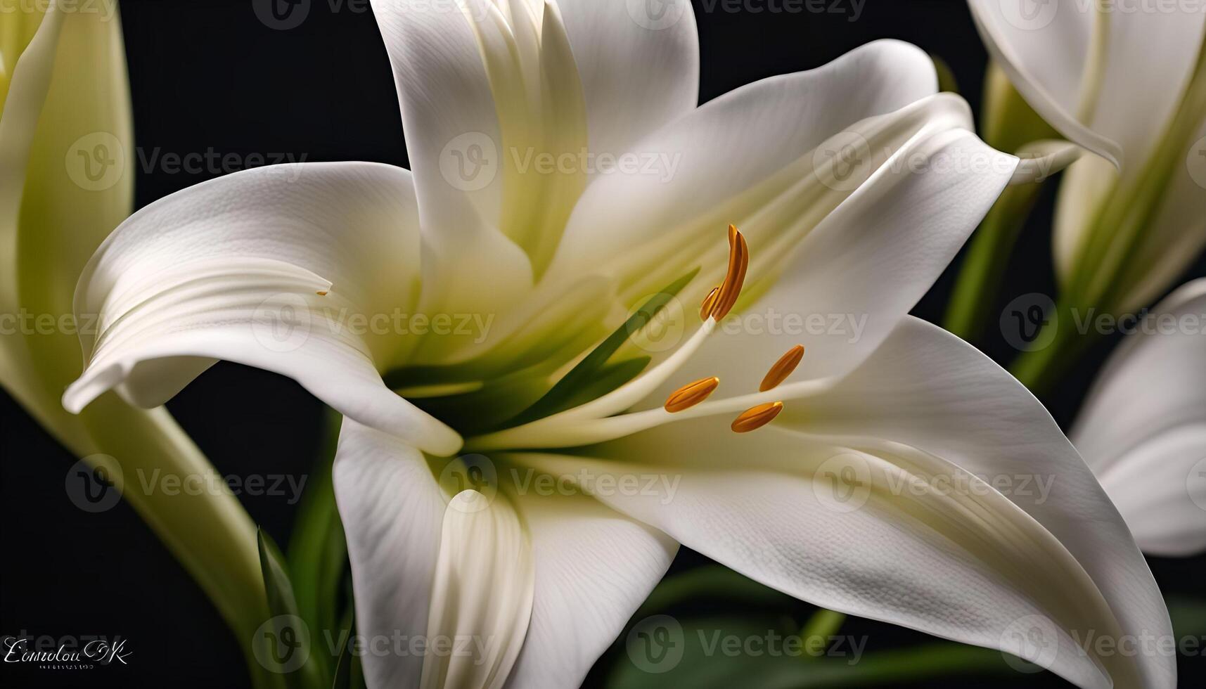 Close Up of White Lily photo
