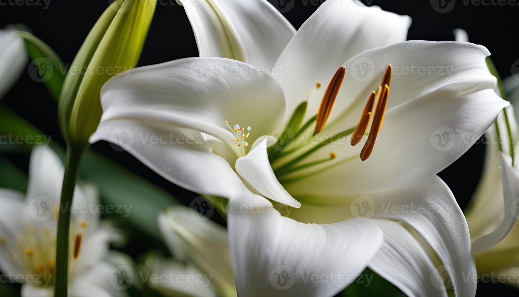 Close-up of a Delicate White Lily photo