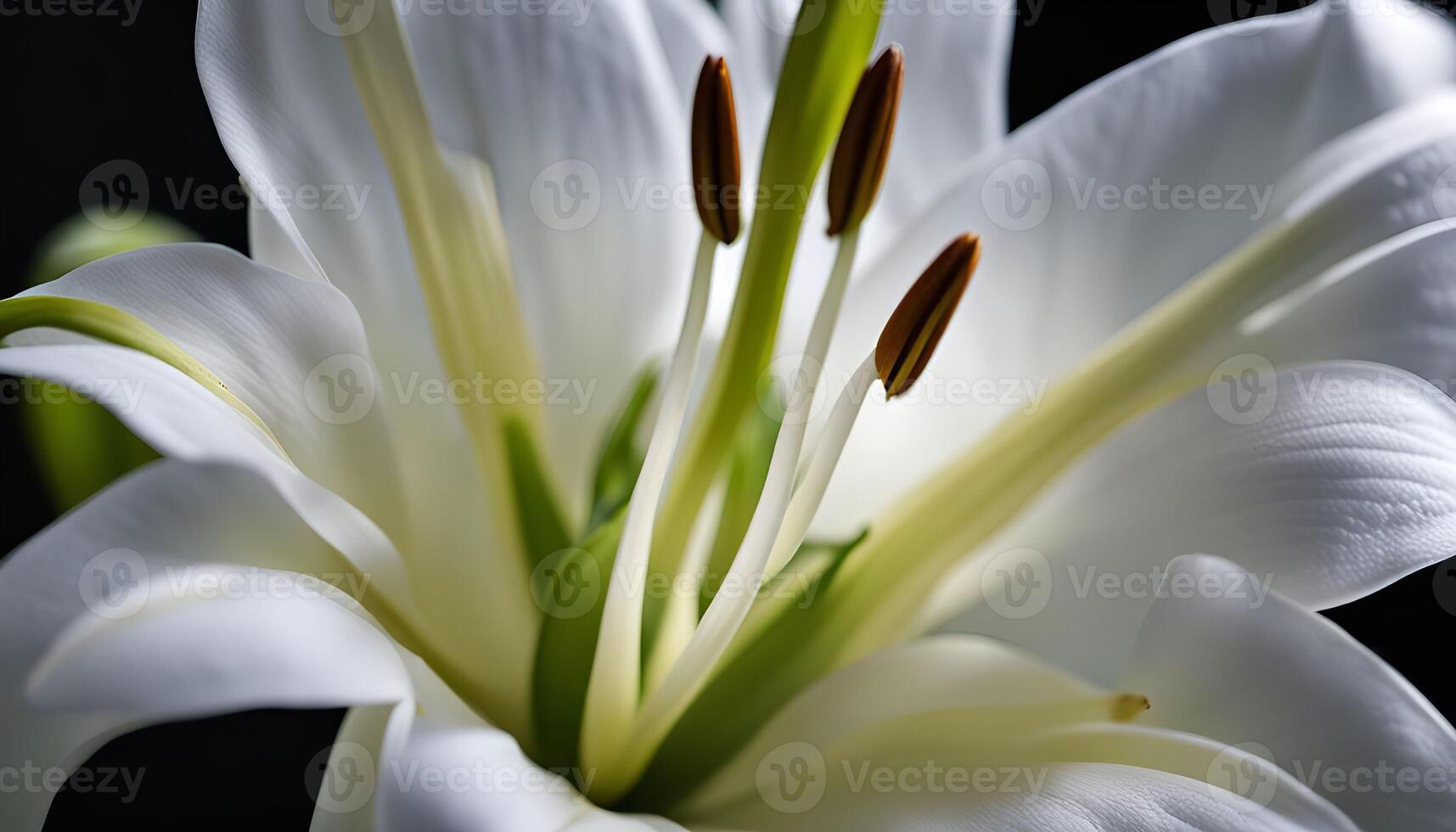 Close-Up of a White Lily photo