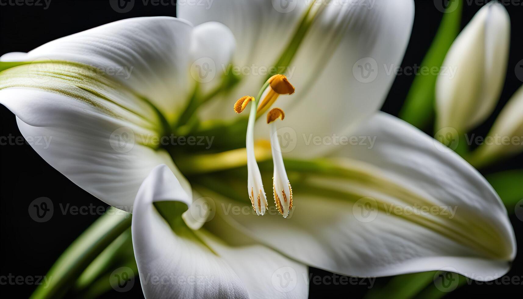 White Lily Closeup photo