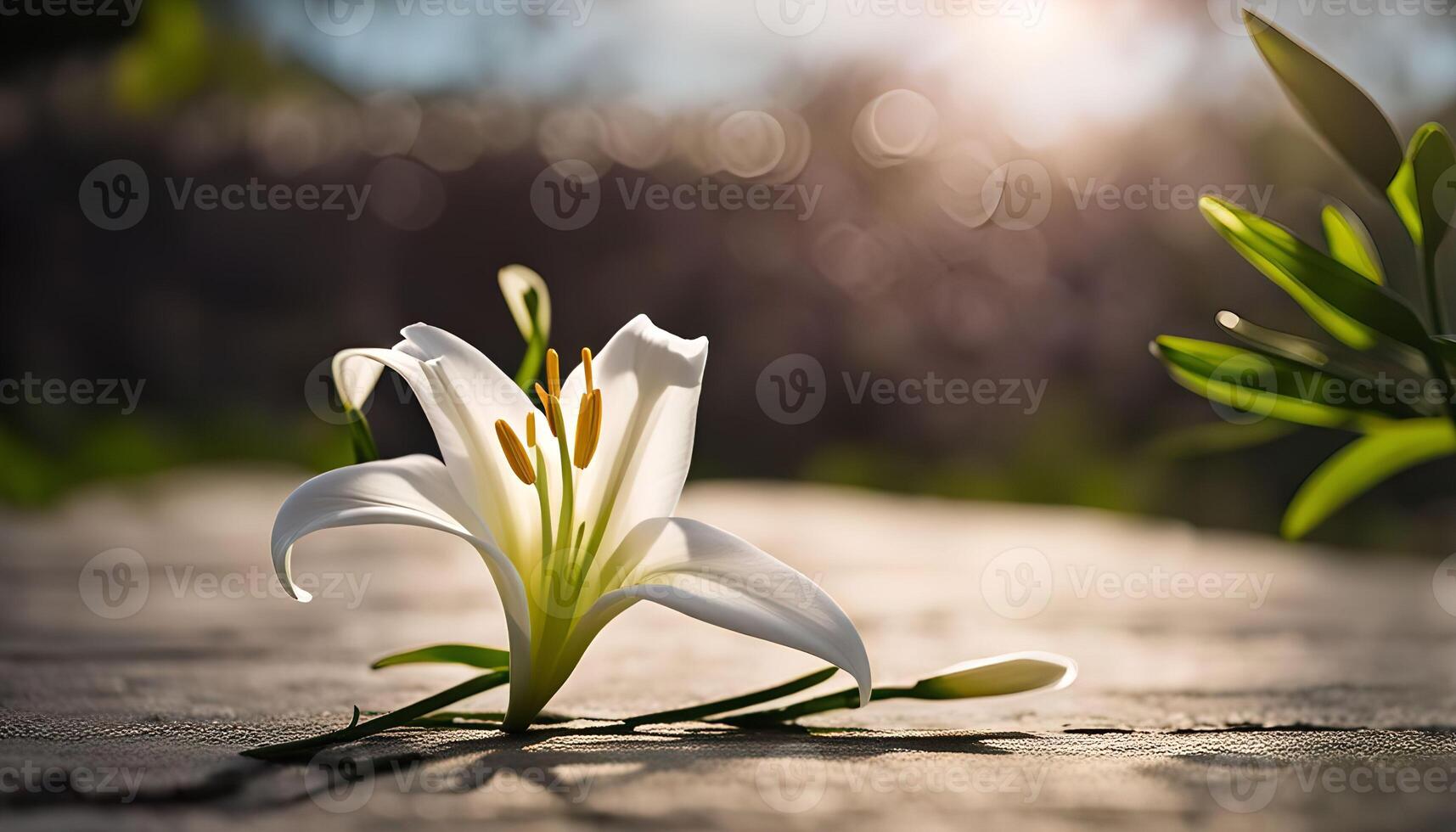 Single White Lily in Sunlight photo
