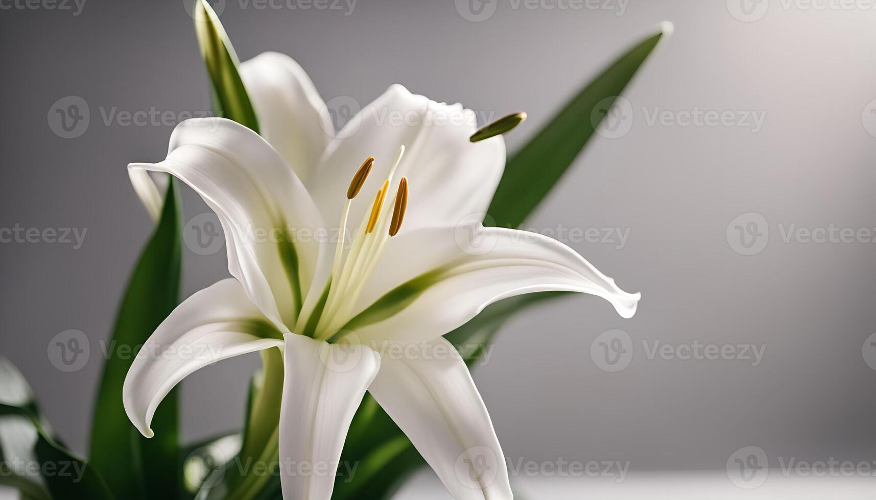 Elegant White Lily Flower photo
