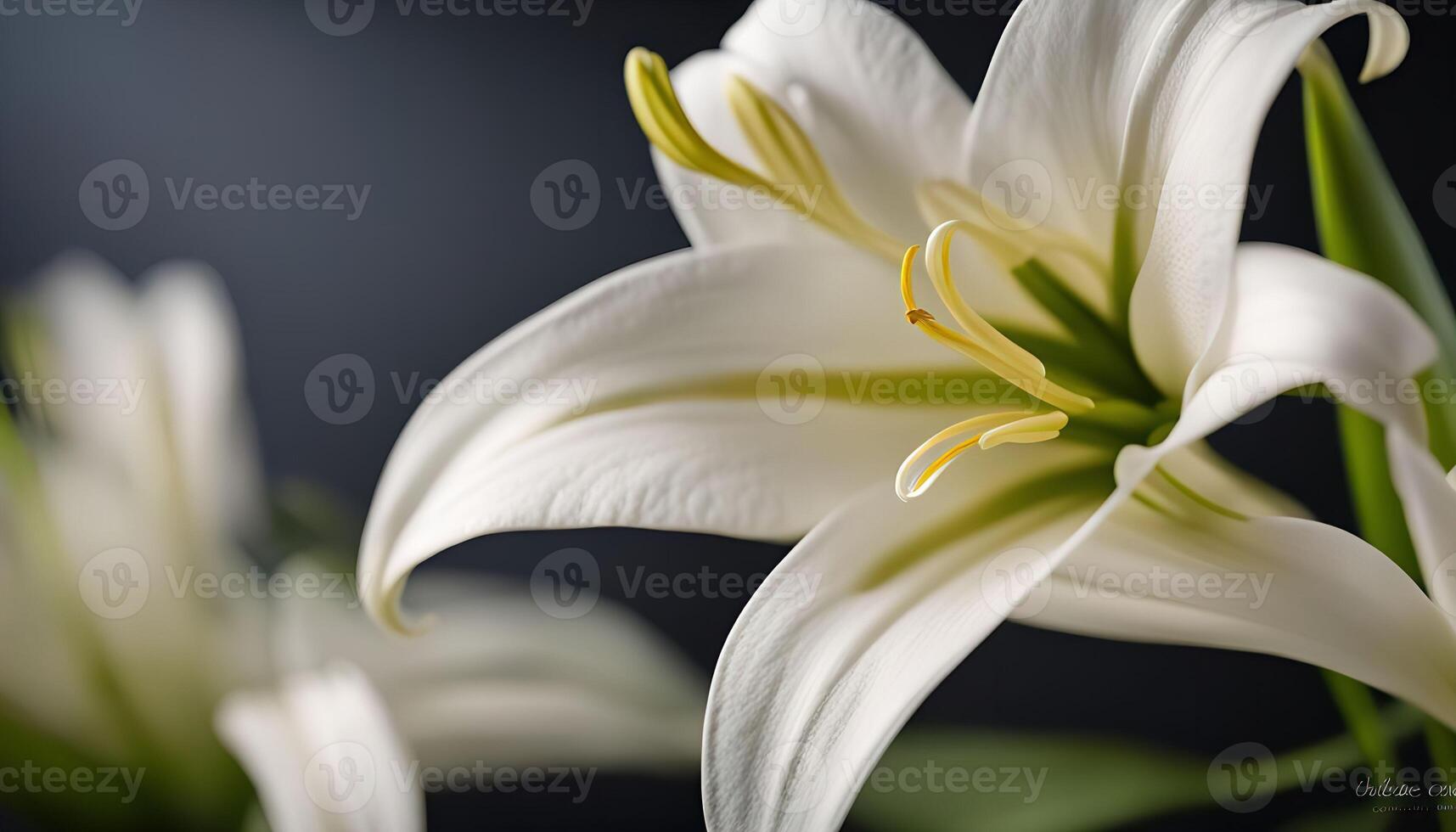 Close-up of White Lily Flower photo