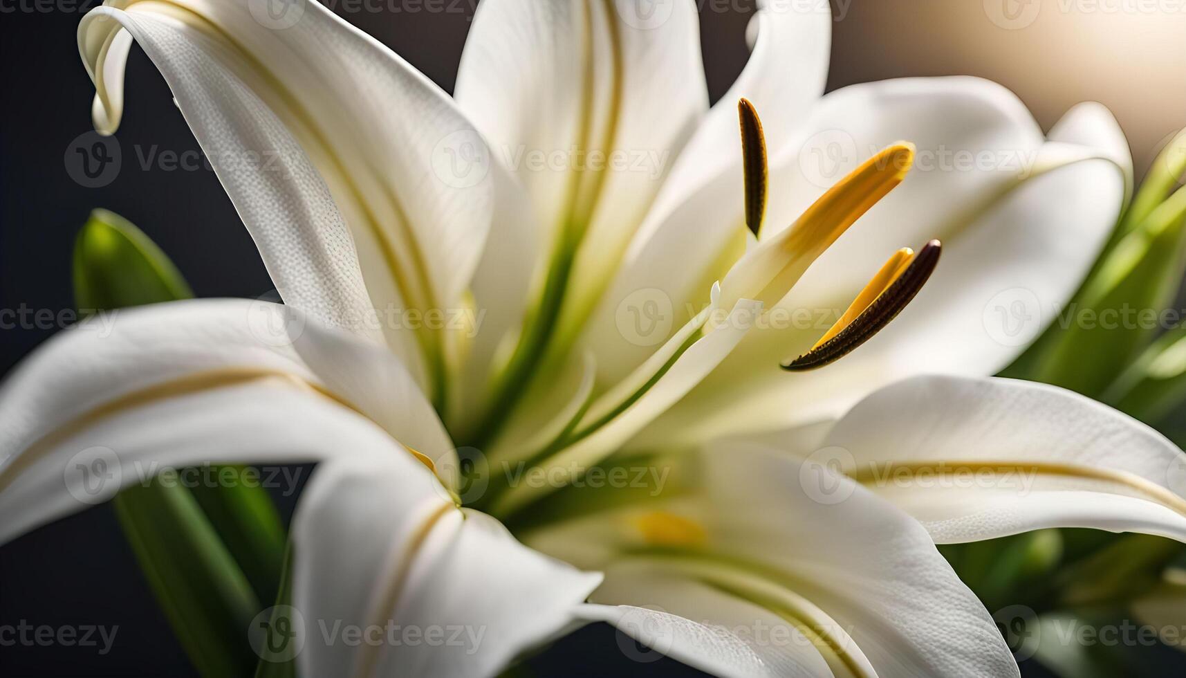 White Lily Close-up photo