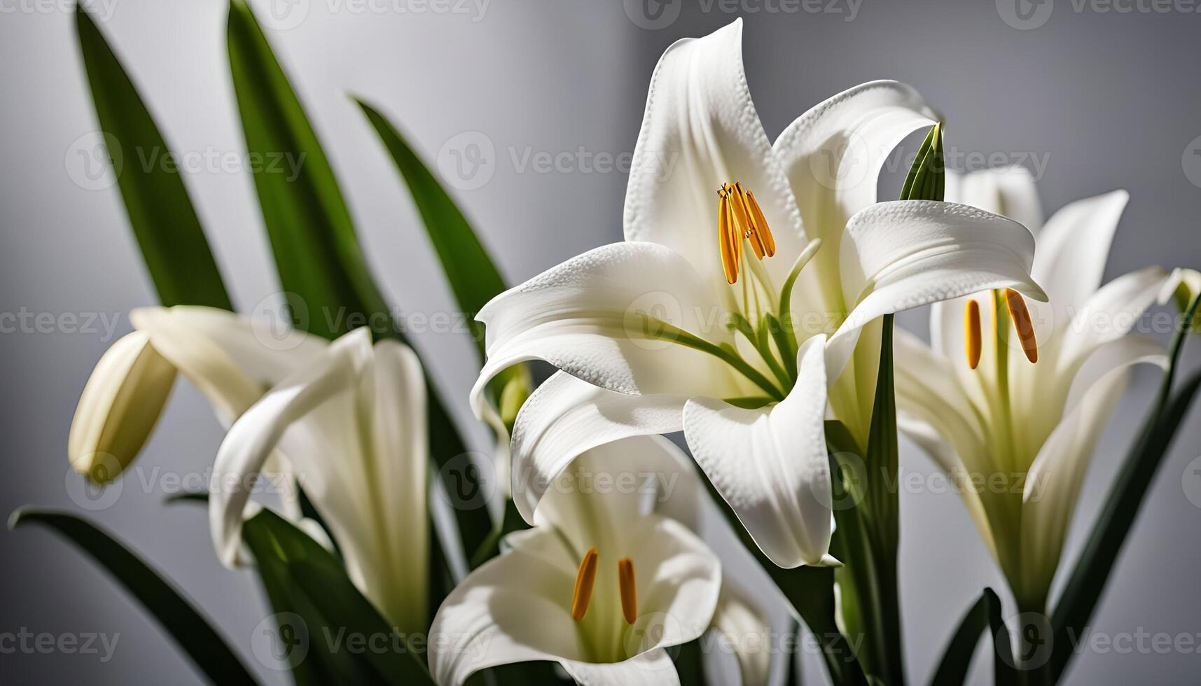 White Lilies Close-Up photo