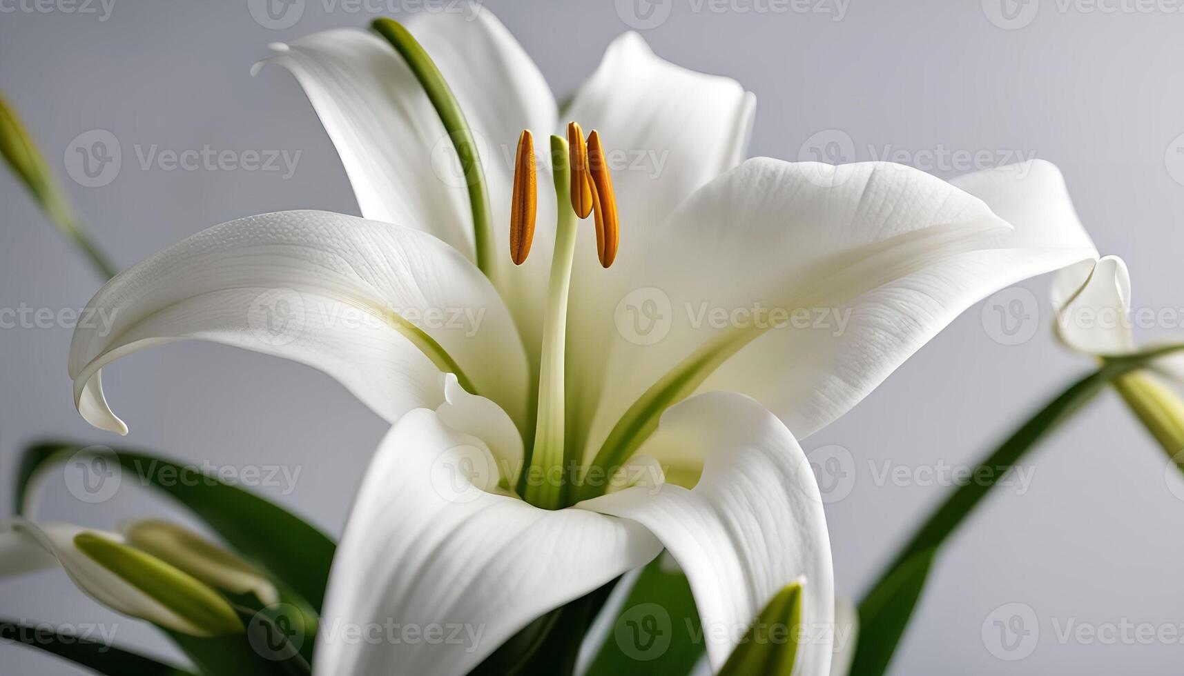 Close-up of a White Lily photo