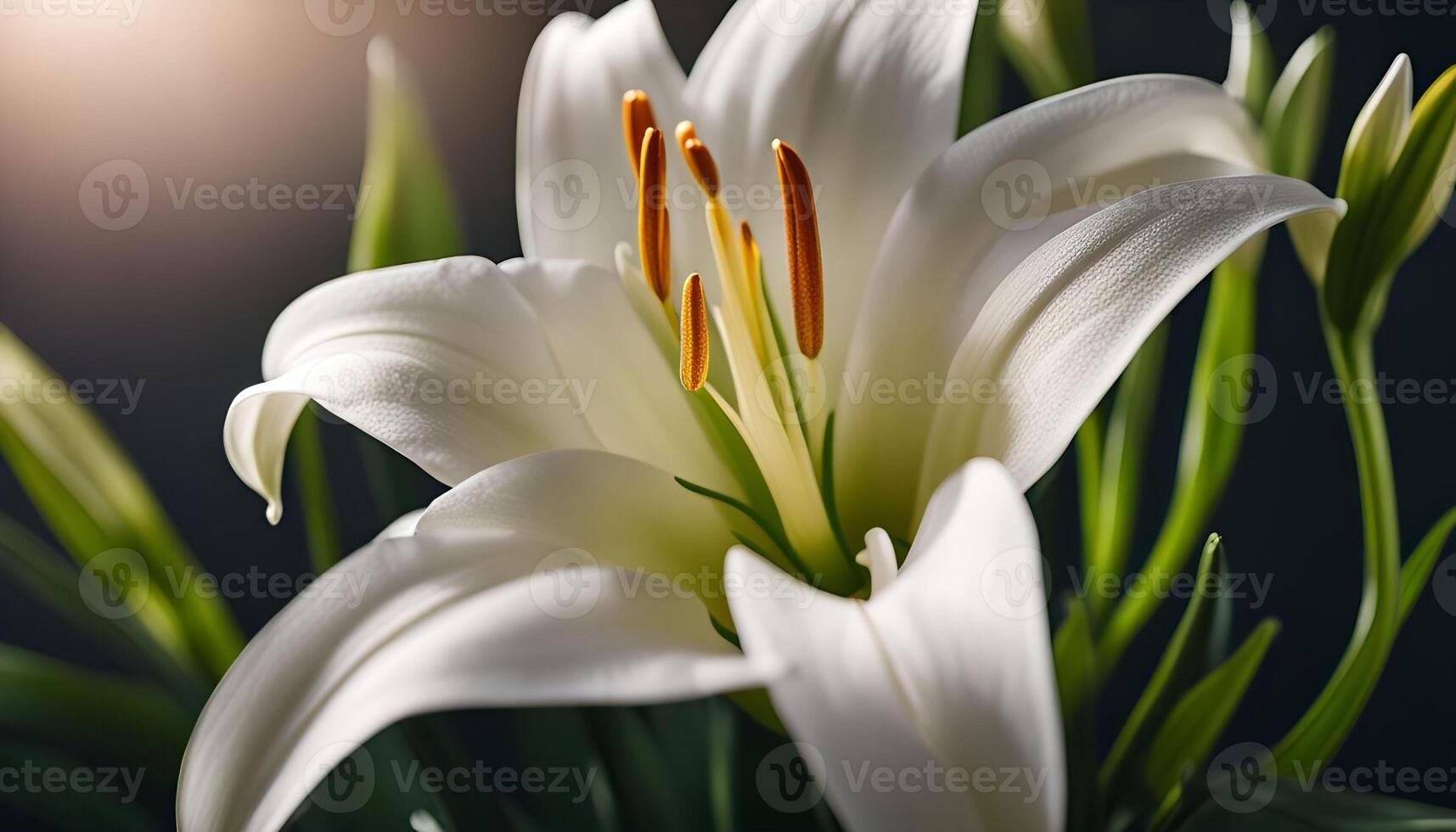 Elegant White Lily in Bloom photo