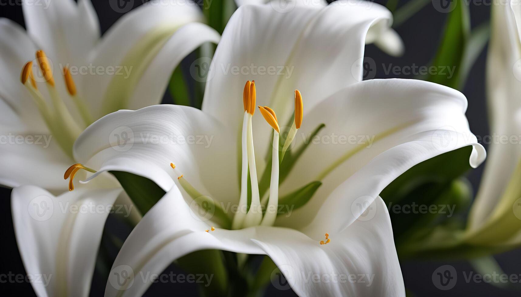 Close-up of Pure White Lilies photo