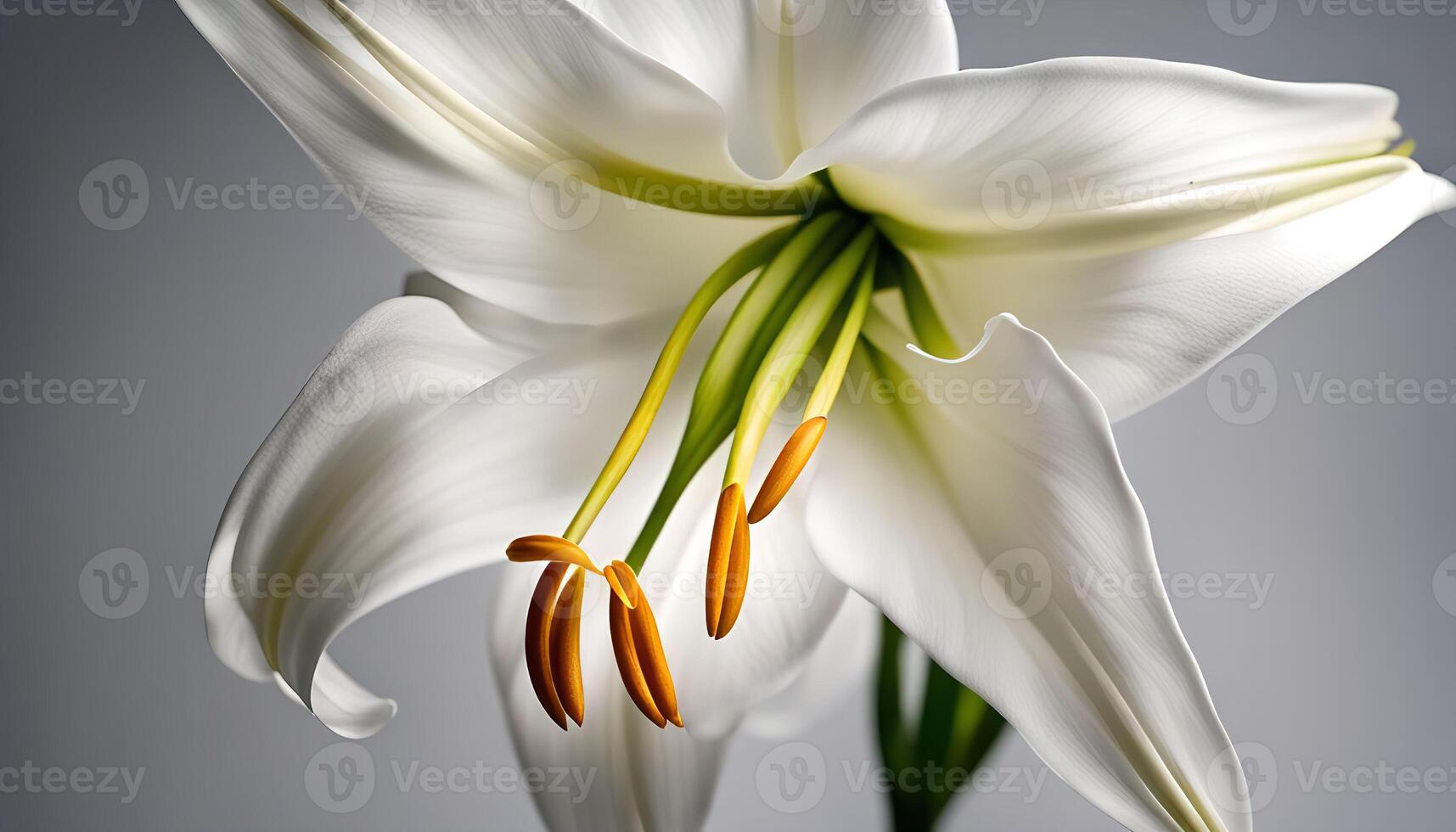 Close-up of a White Lily photo