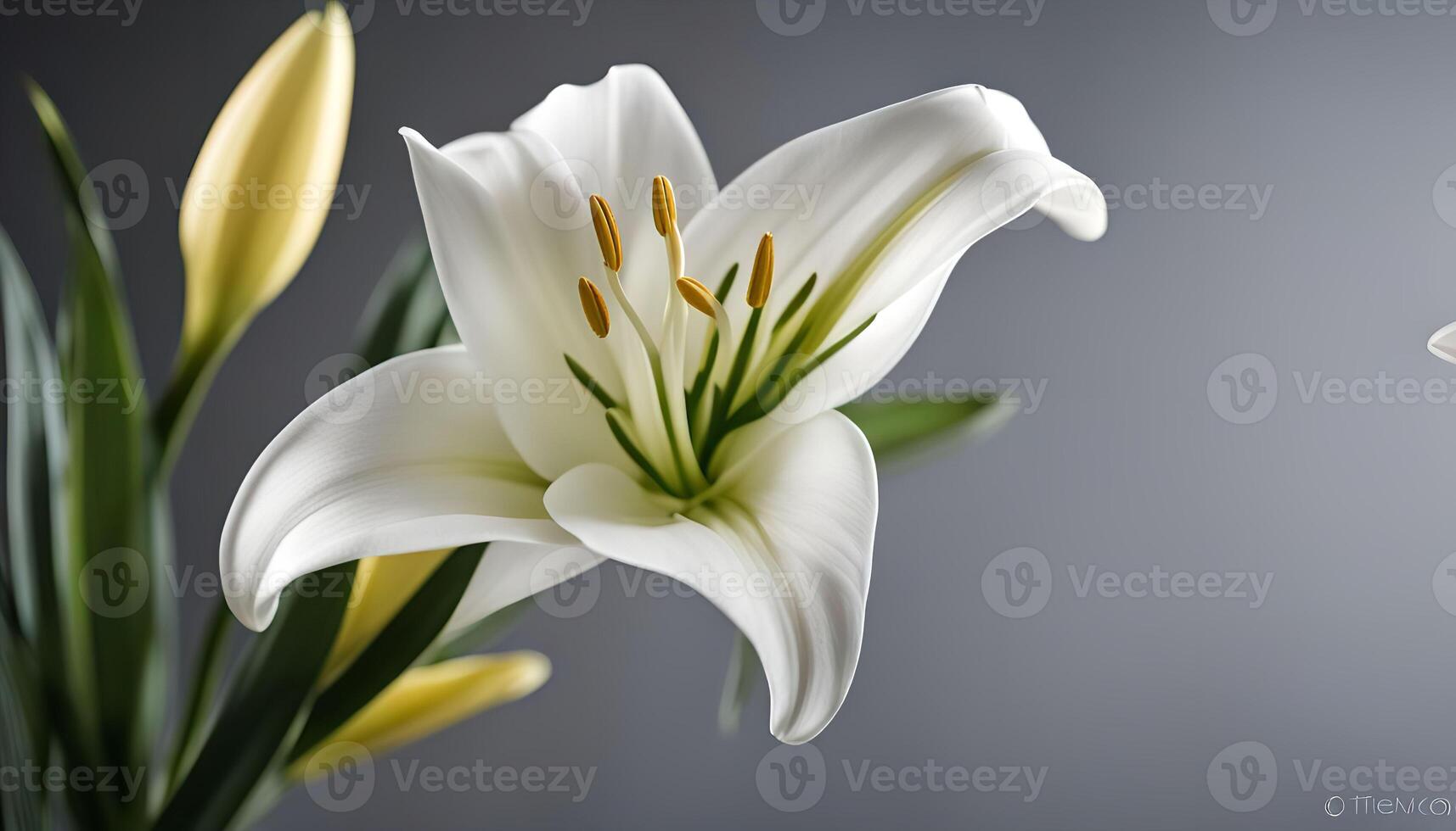 White Lily Flower photo