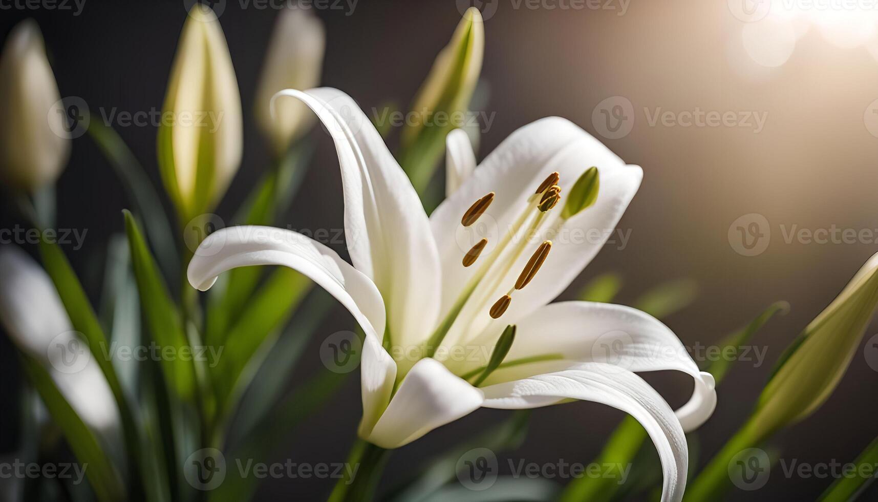 White Lily Flower with a Soft Focus photo
