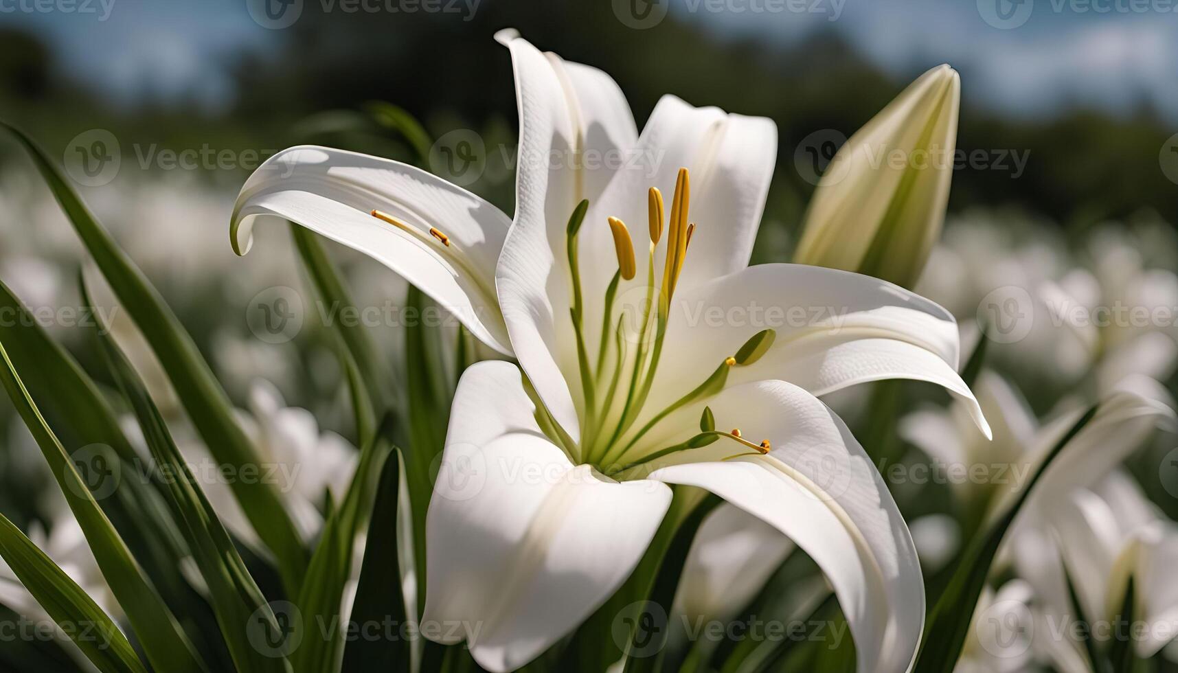 White Lily in Bloom photo