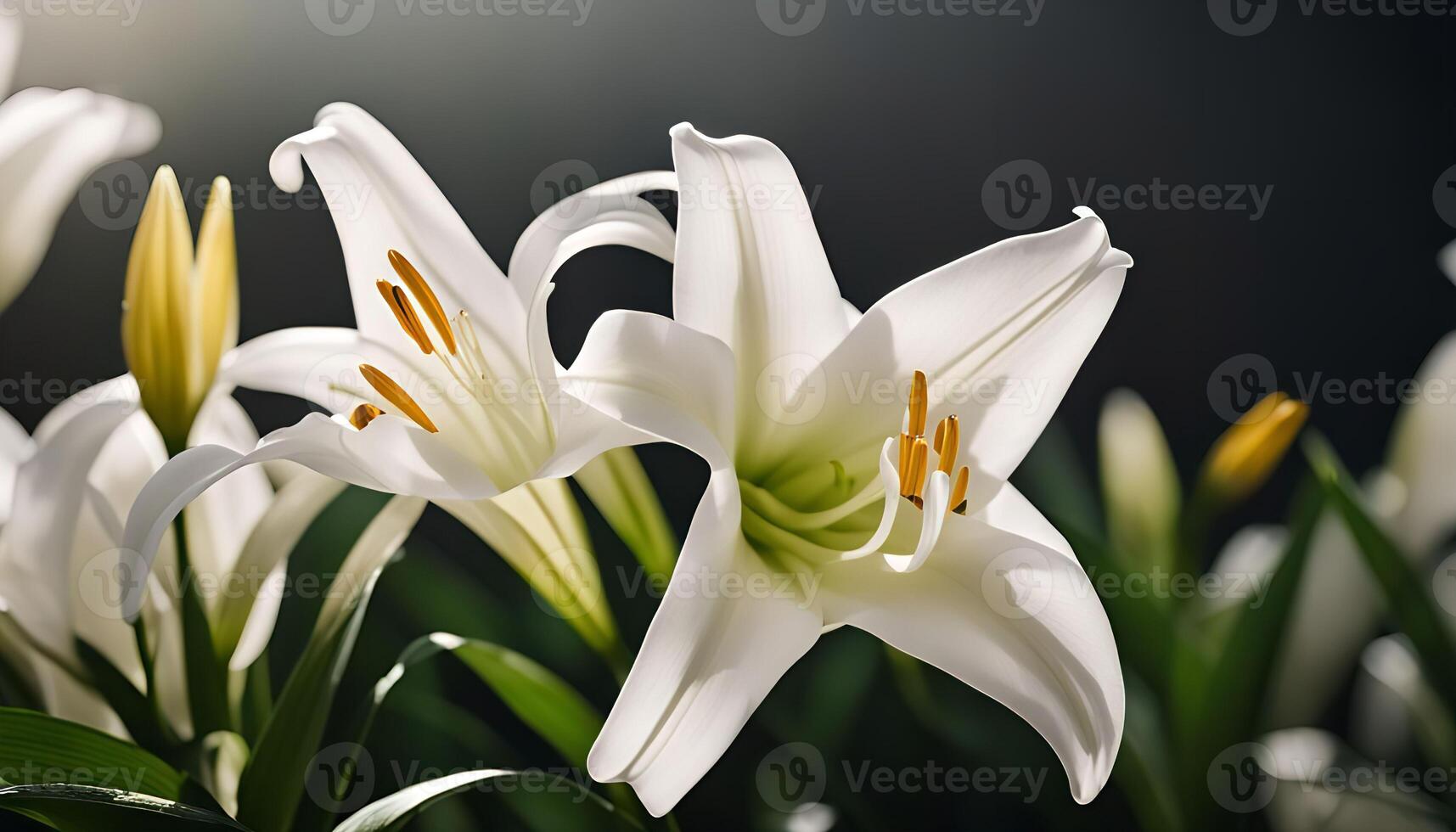 Elegant White Lilies photo