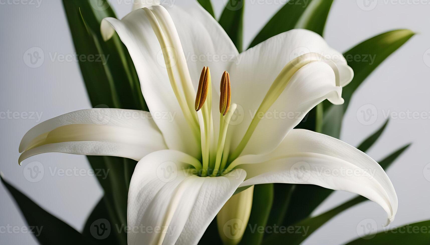 White Lily Flower Close-up photo