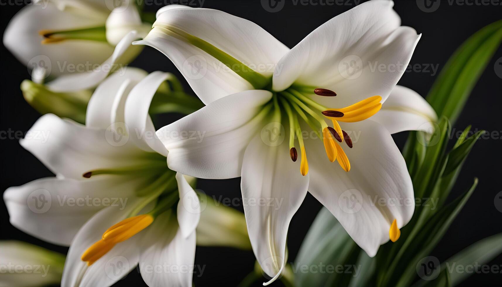 White Lily Close-Up photo