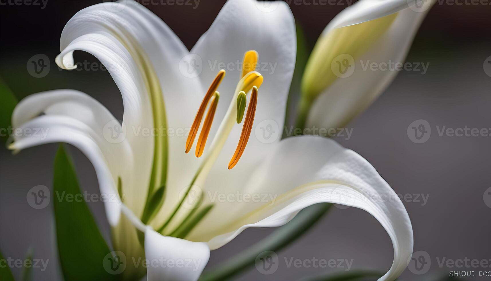 Close-up of a White Lily Flower photo