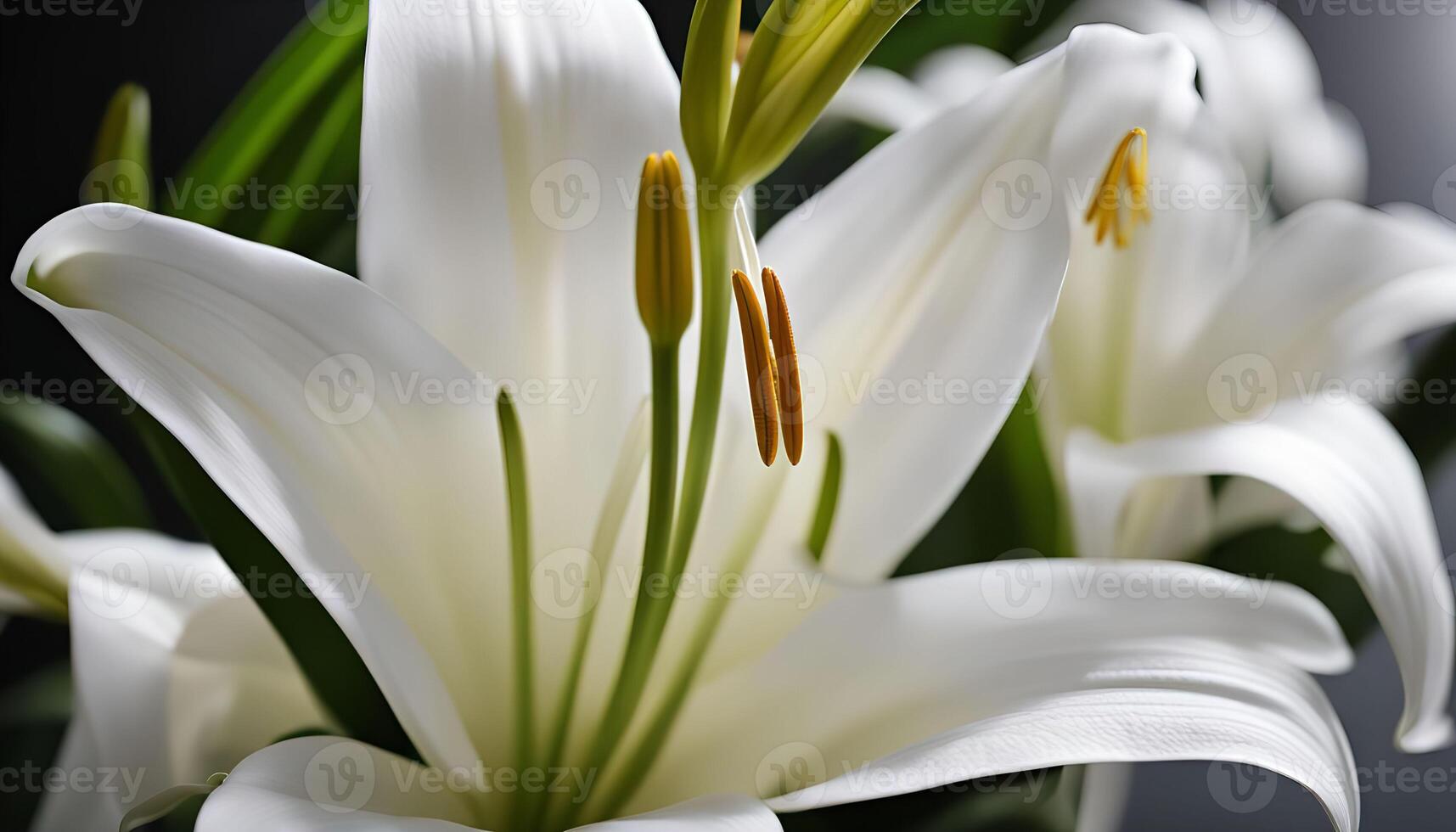 Close-up of Pure White Lilies photo